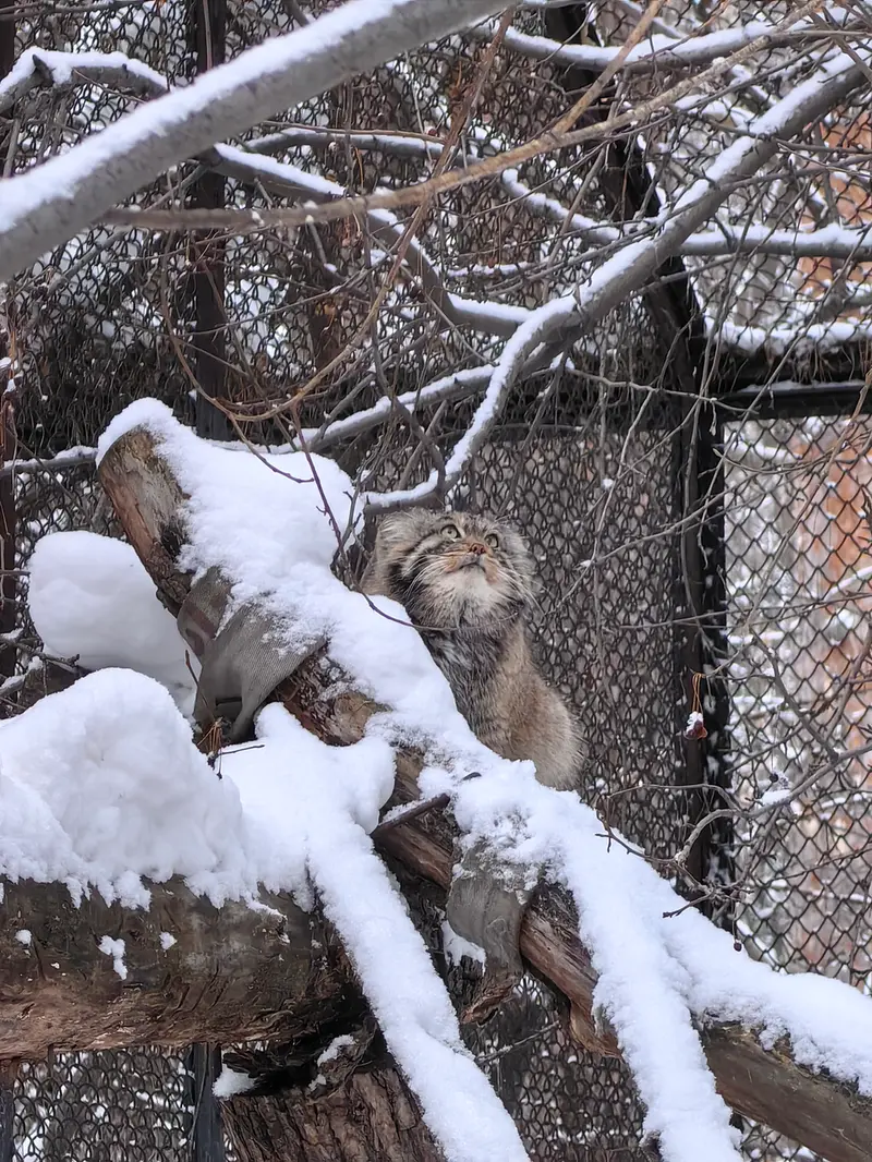 A photograph of Achi in Novosibirsk Zoo