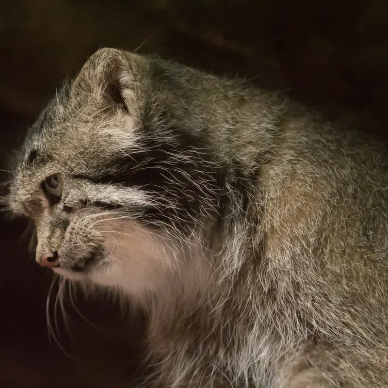 A photograph of Klyon in Ueno Zoological Gardens