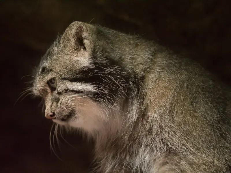 A photograph of Klyon in Ueno Zoological Gardens