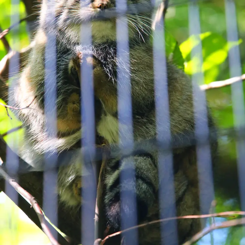 A photograph of Tsas in Kraków Zoo