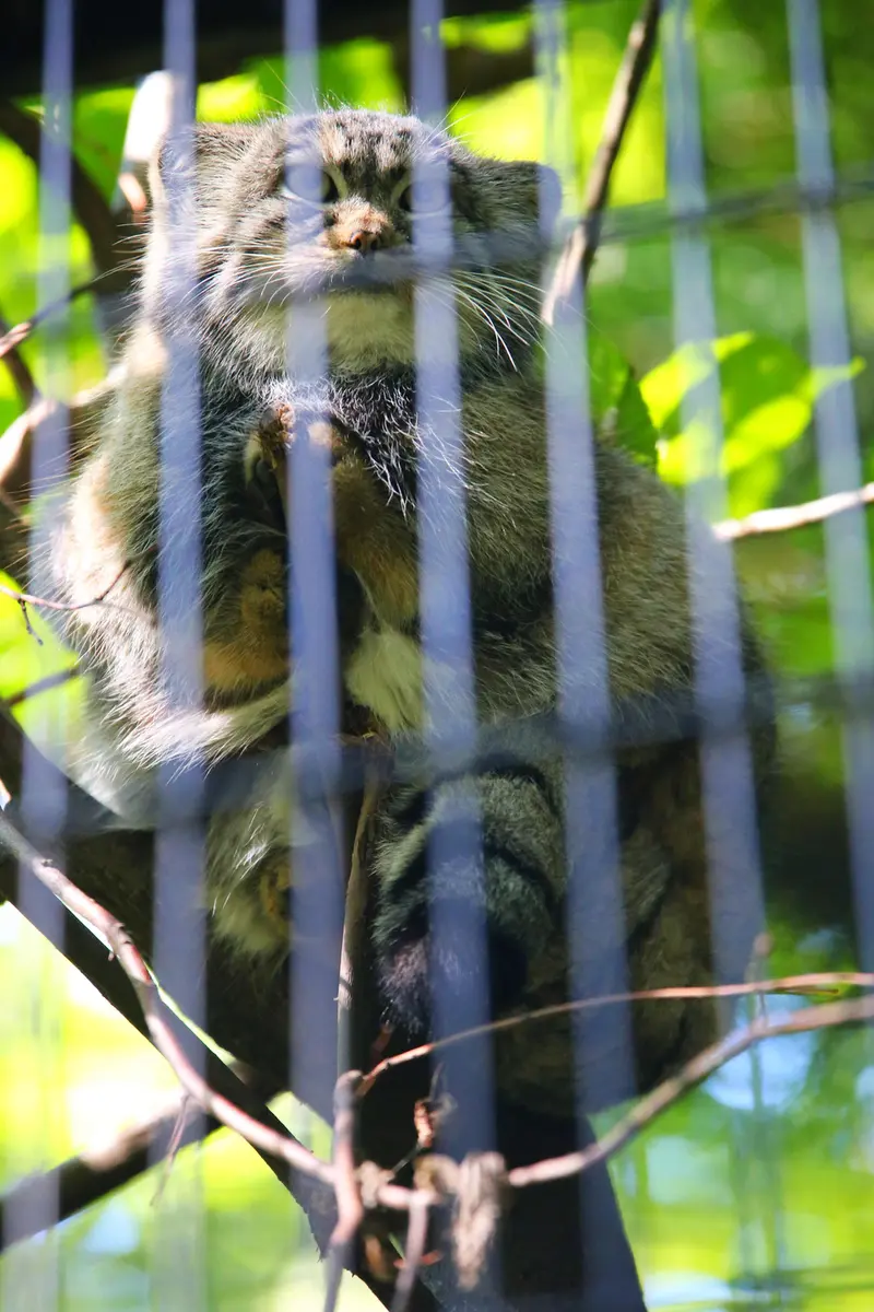 A photograph of Tsas in Kraków Zoo