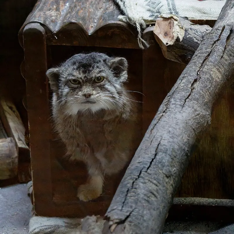 A photograph of Primula in Ueno Zoological Gardens