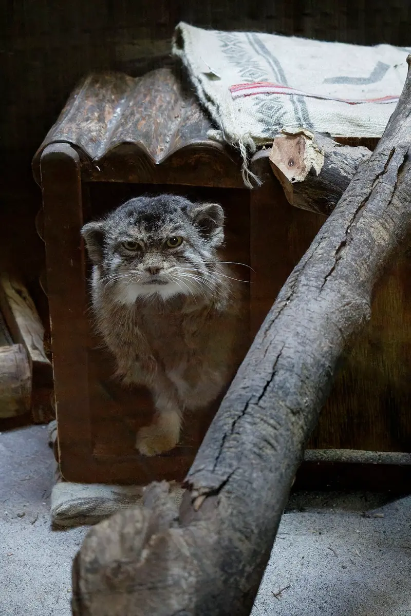 A photograph of Primula in Ueno Zoological Gardens