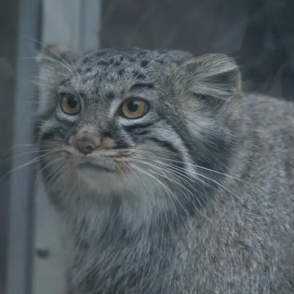 A photograph of Mei in Kobe Animal Kingdom