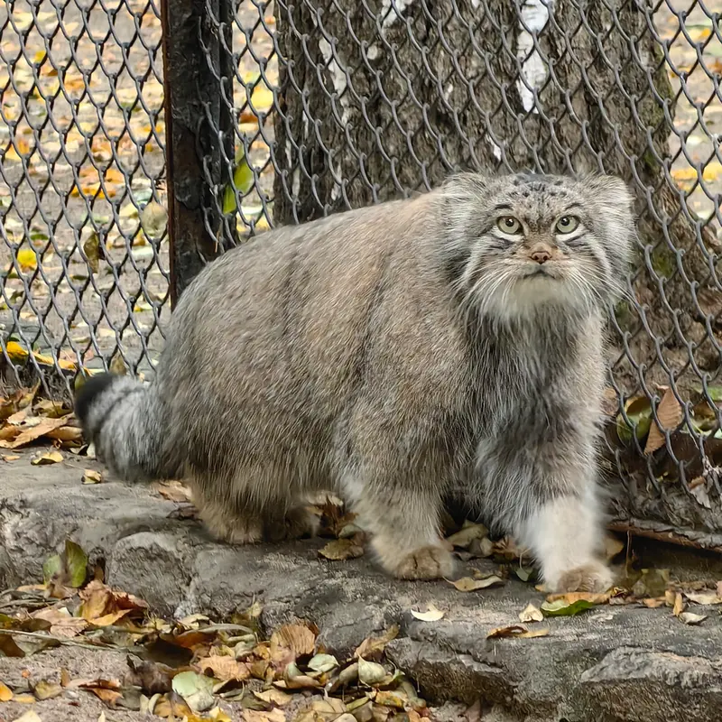 A photograph of Snezhinka in Novosibirsk Zoo