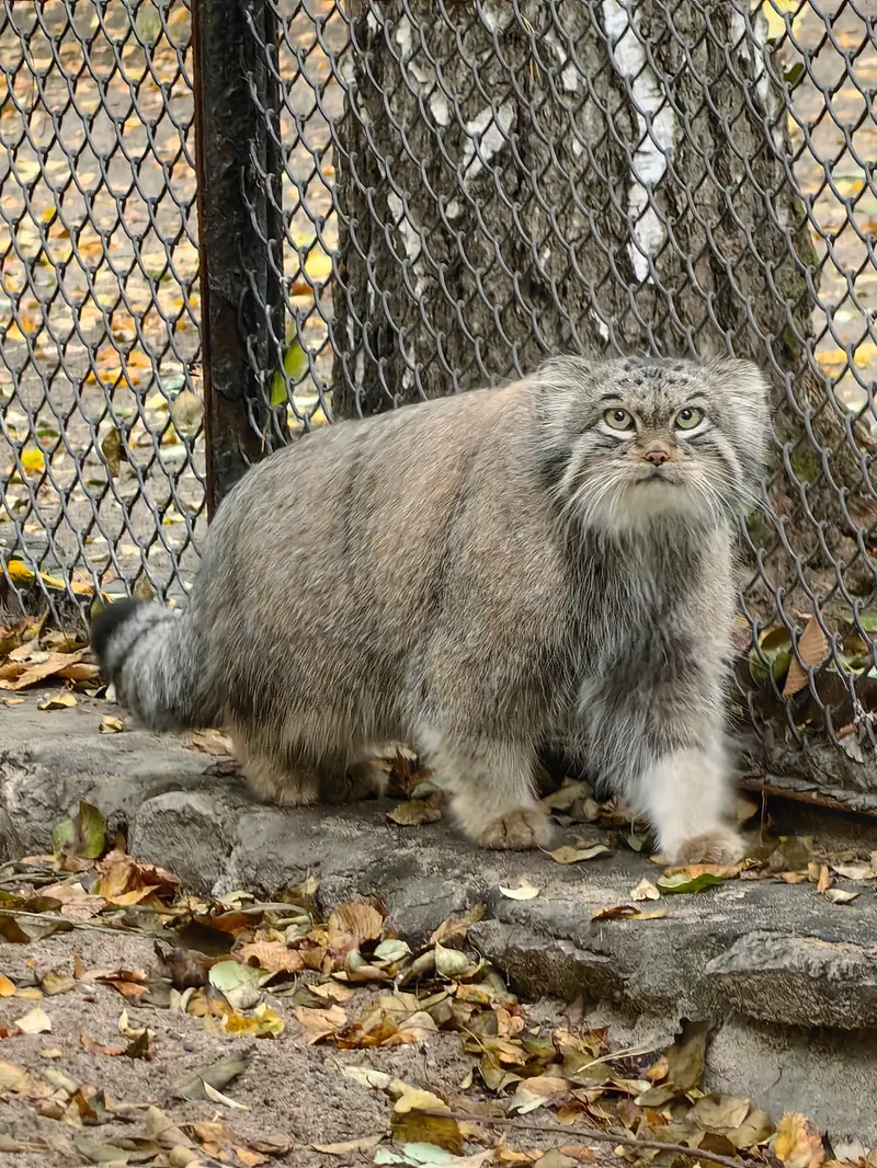 A photograph of Snezhinka in Novosibirsk Zoo