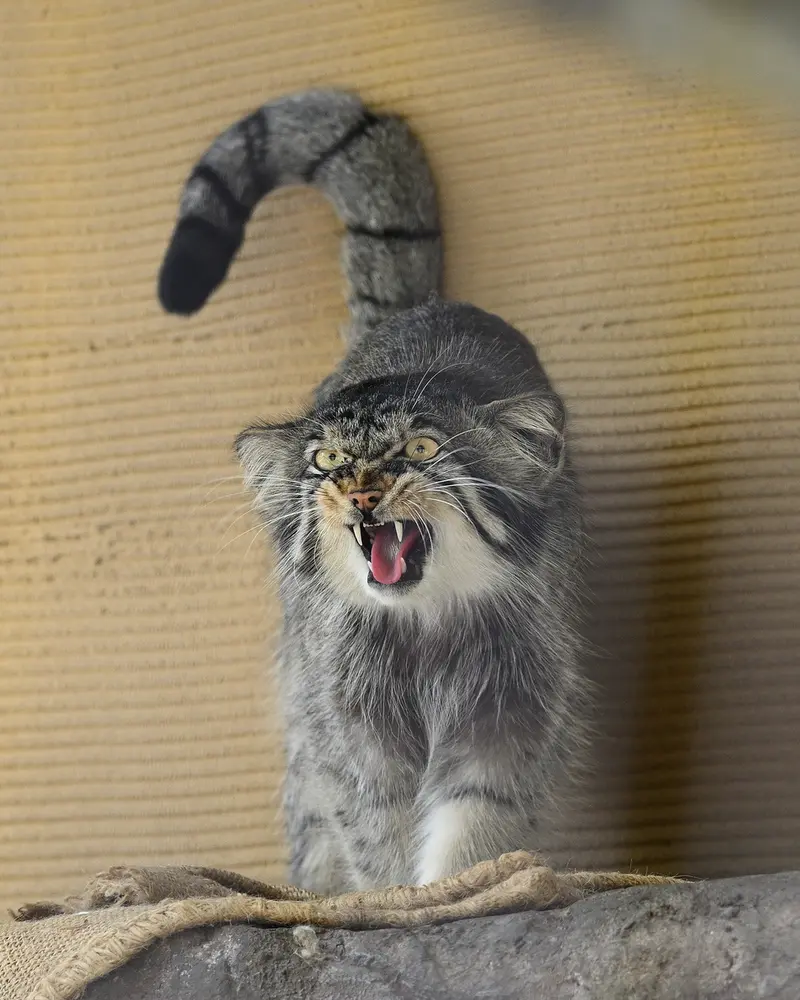 A photograph of Hide in Asahiyama Zoo