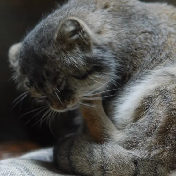 A photograph of a Pallas's cat in Ueno Zoological Gardens