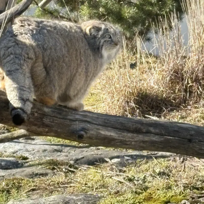 A photograph of Mimi in Korkeasaari Zoo