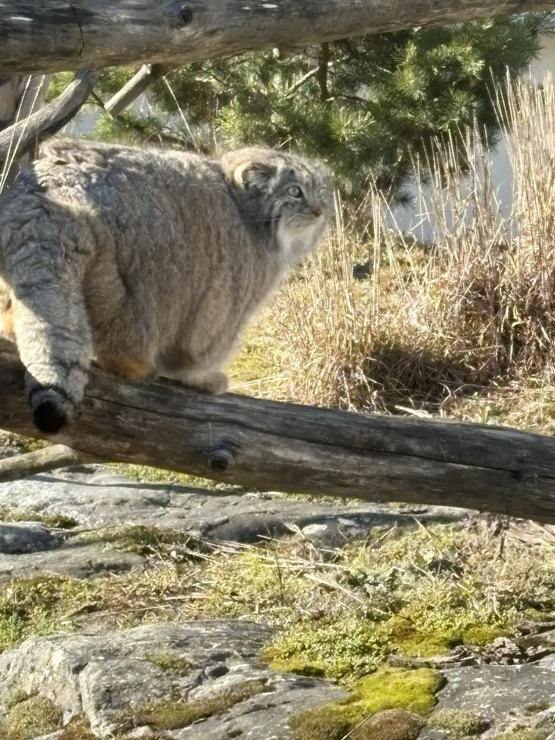 A photograph of Mimi in Korkeasaari Zoo