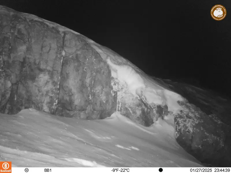A photograph of Otocolobus manul manul from Aktas-Kunkora camera trap