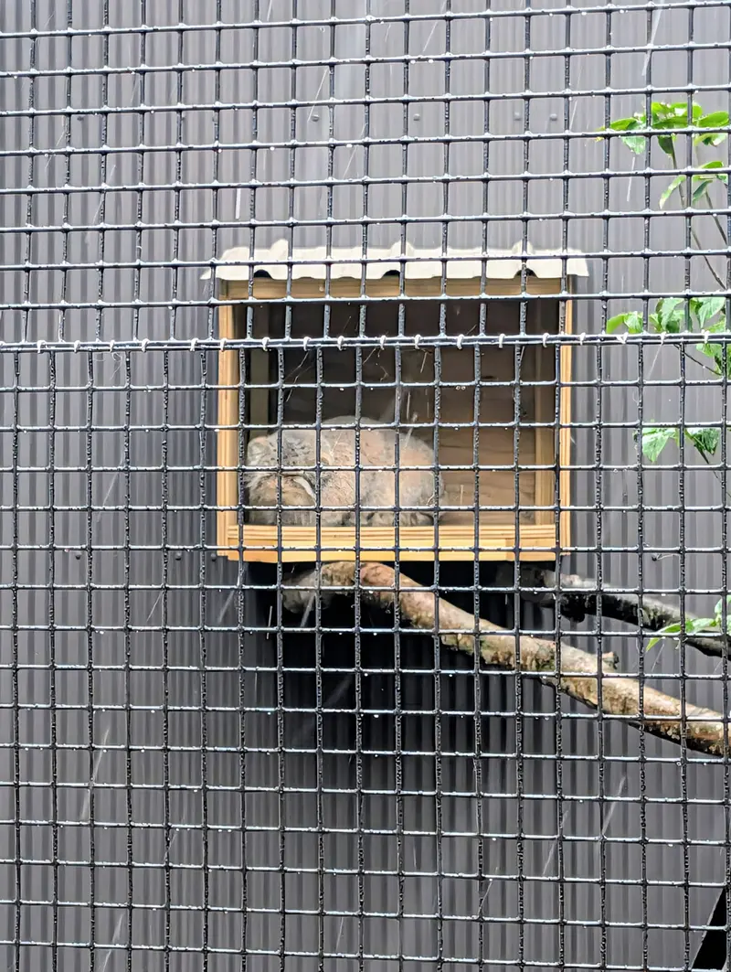A photograph of Reza in Elmwood Park Zoo
