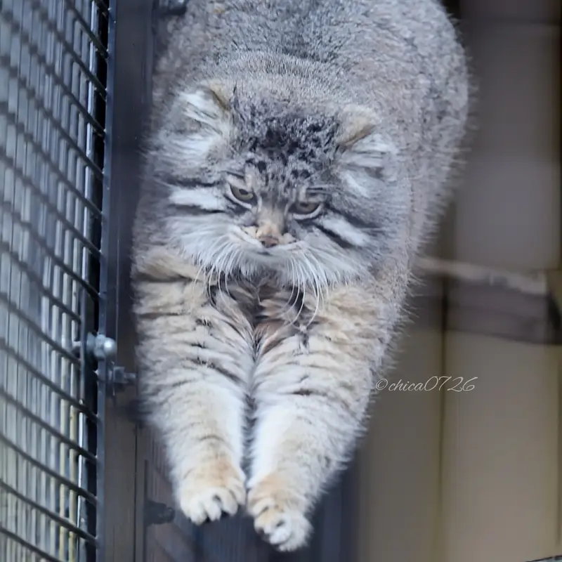 A photograph of Grusha in Asahiyama Zoo