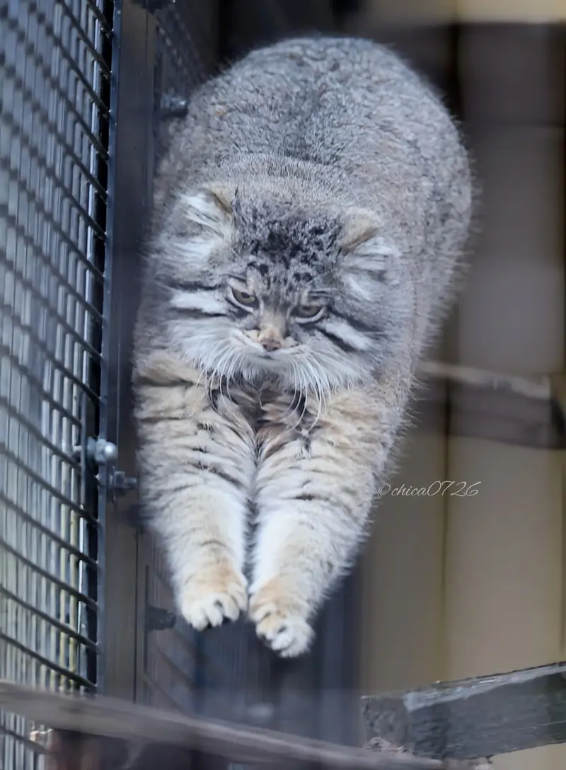 A photograph of Grusha in Asahiyama Zoo