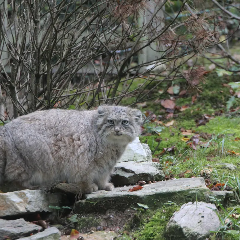 A photograph of Fay in Opel Zoo