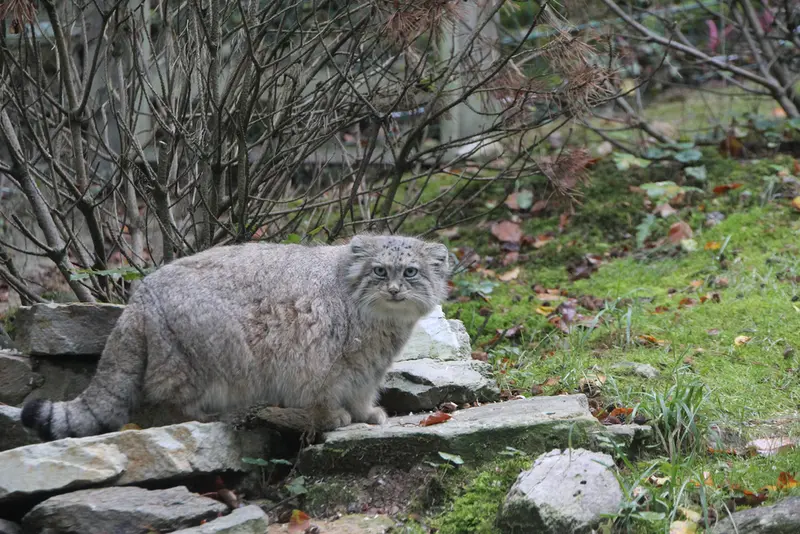A photograph of Fay in Opel Zoo