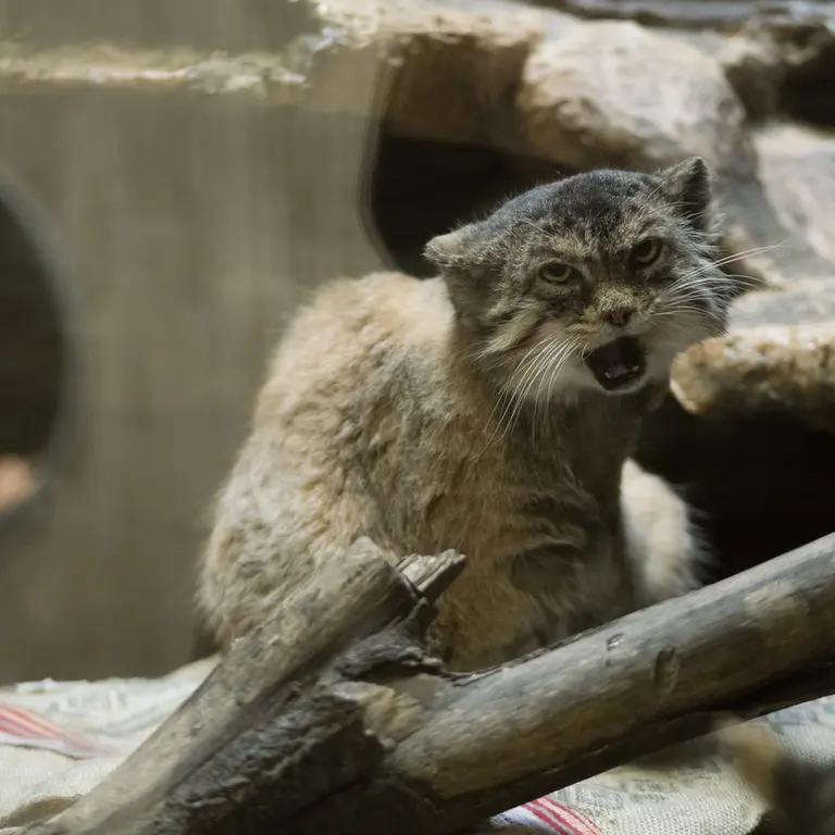 A photograph of Primula in Ueno Zoological Gardens