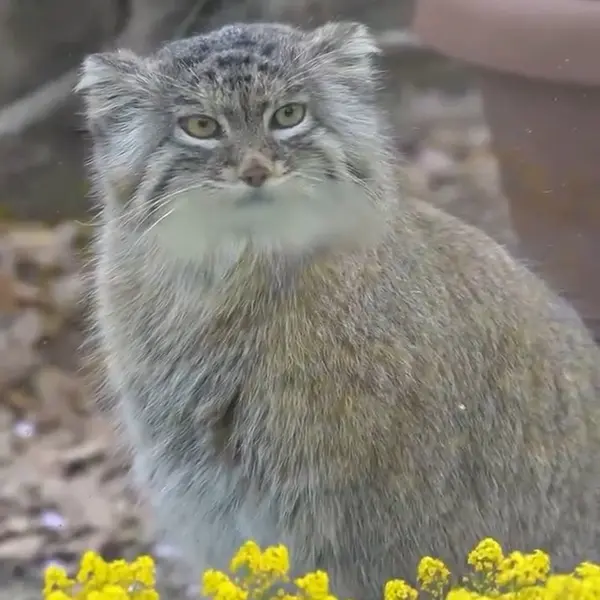 A photograph of a Pallas's cat in Saitama Children's Zoo