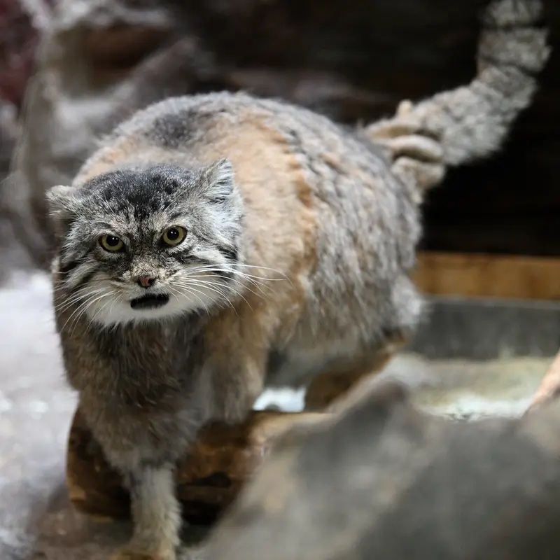 A photograph of Primula in Ueno Zoological Gardens