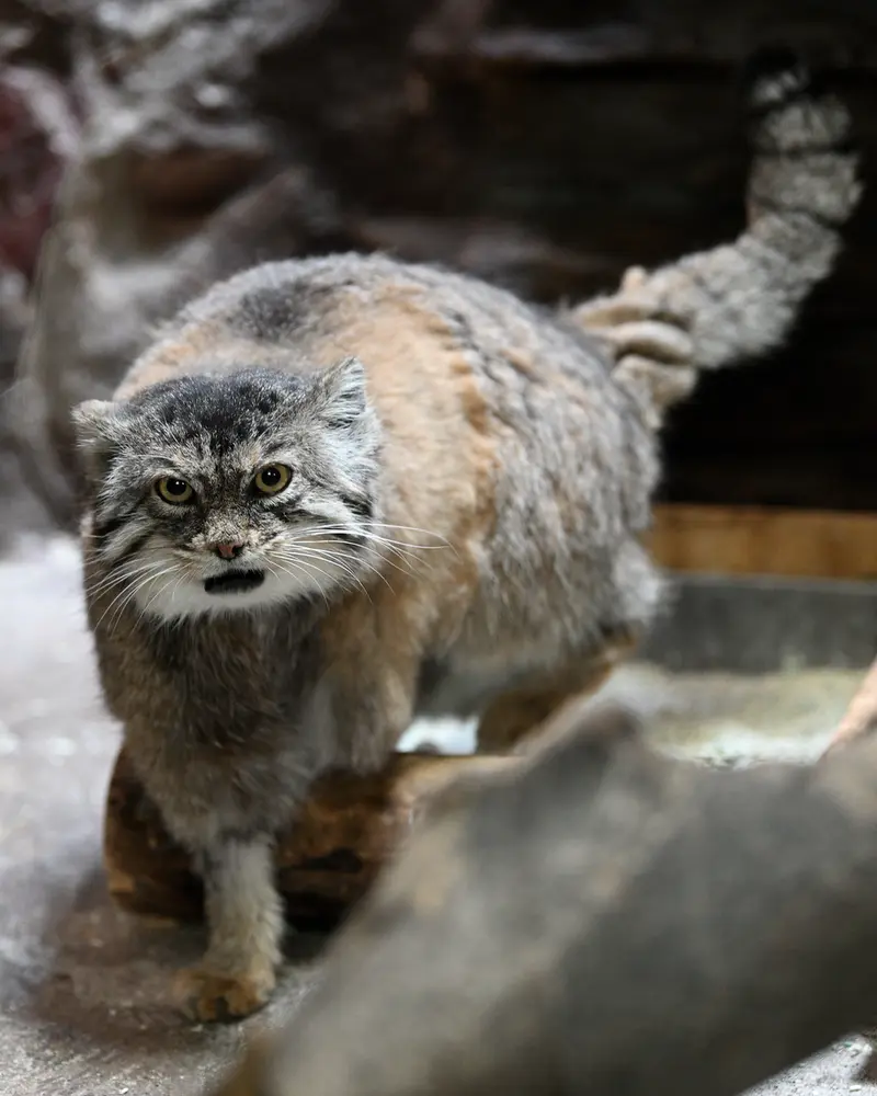 A photograph of Primula in Ueno Zoological Gardens
