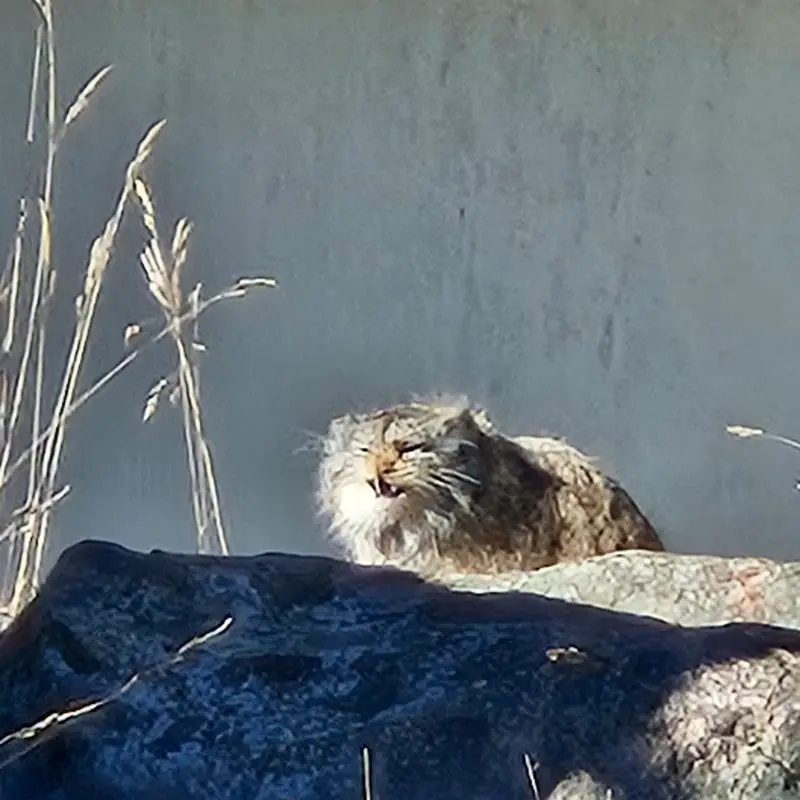 A photograph of Mimi in Korkeasaari Zoo