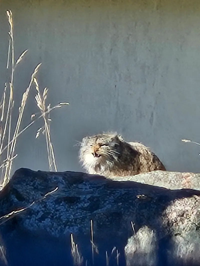A photograph of Mimi in Korkeasaari Zoo