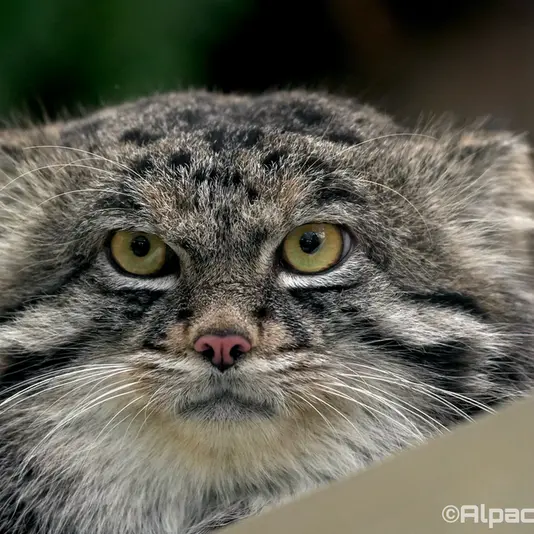 A photograph of Nar in Kobe Animal Kingdom