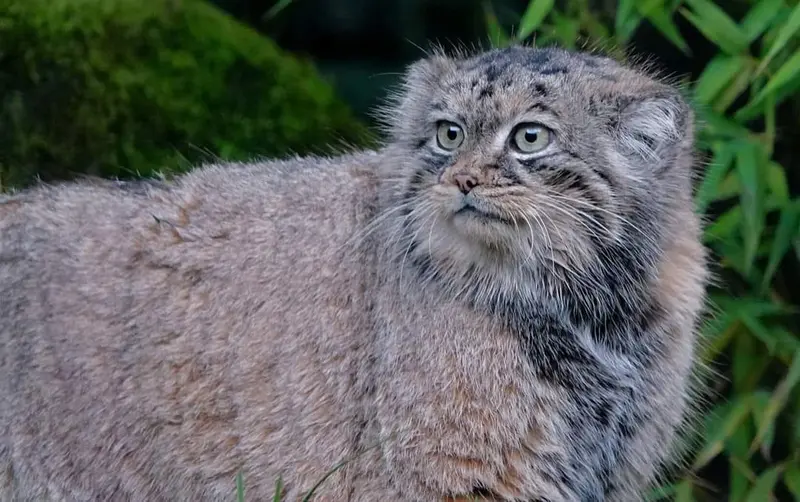 A photograph of Poes in Rotterdam Zoo