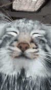 A photograph of a Pallas's cat