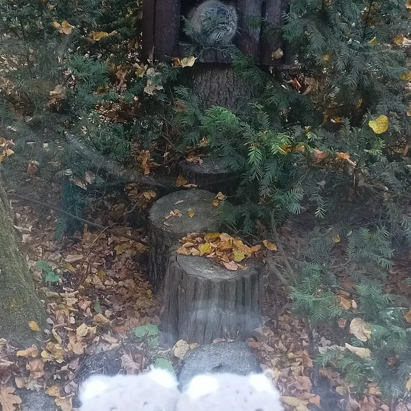 A photograph of Magellan in Poznan New Zoo