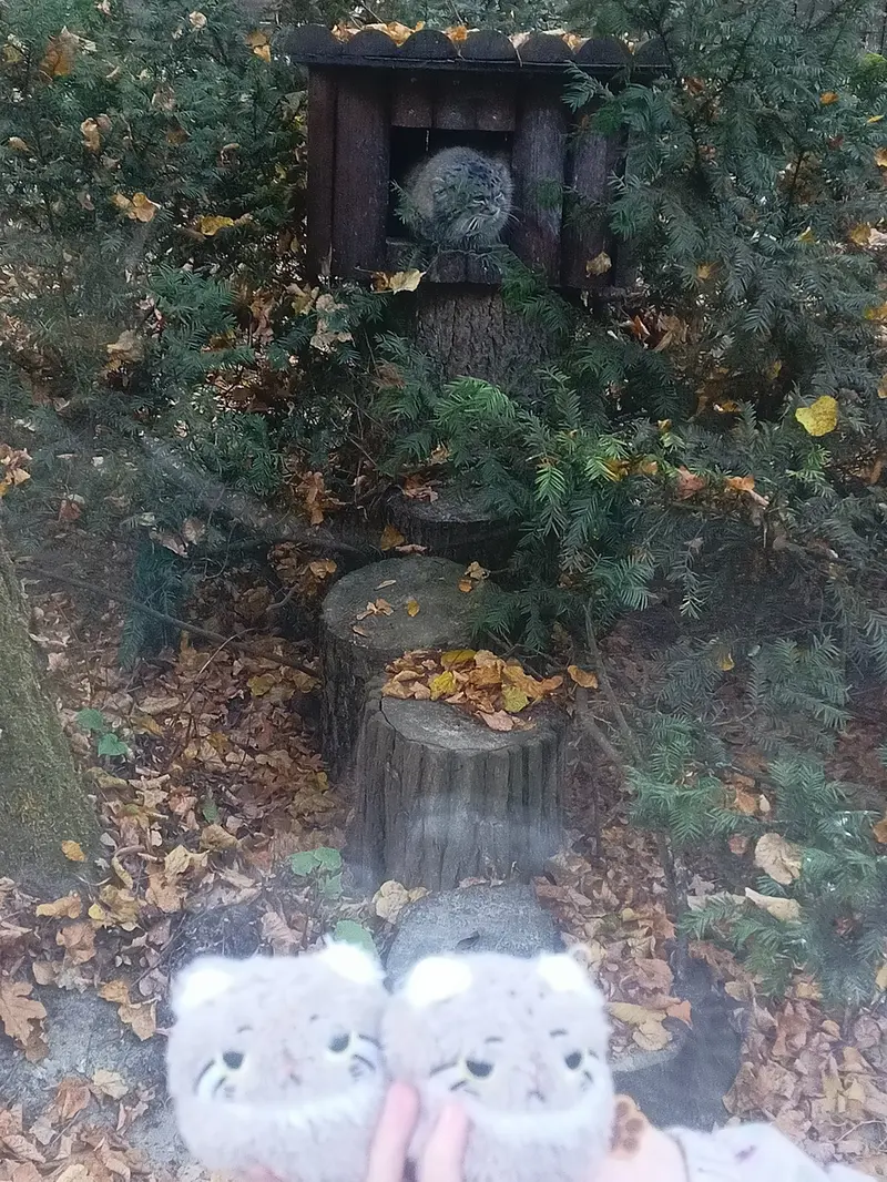 A photograph of Magellan in Poznan New Zoo