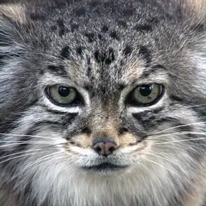 A photograph of Red in Cheyenne Mountain Zoo