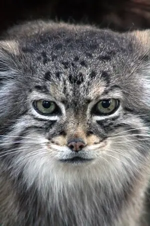 A photograph of Red in Cheyenne Mountain Zoo