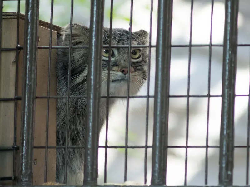 A photograph of Figa in Nogeyama Zoo
