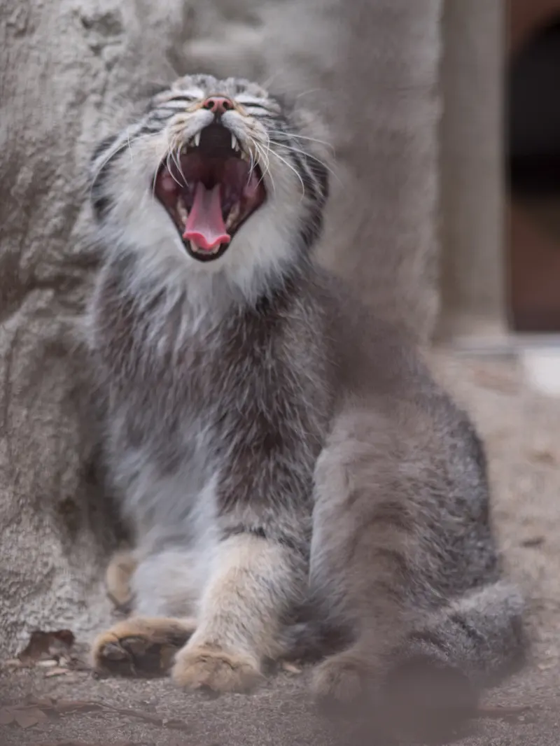 A photograph of Figa in Nogeyama Zoo