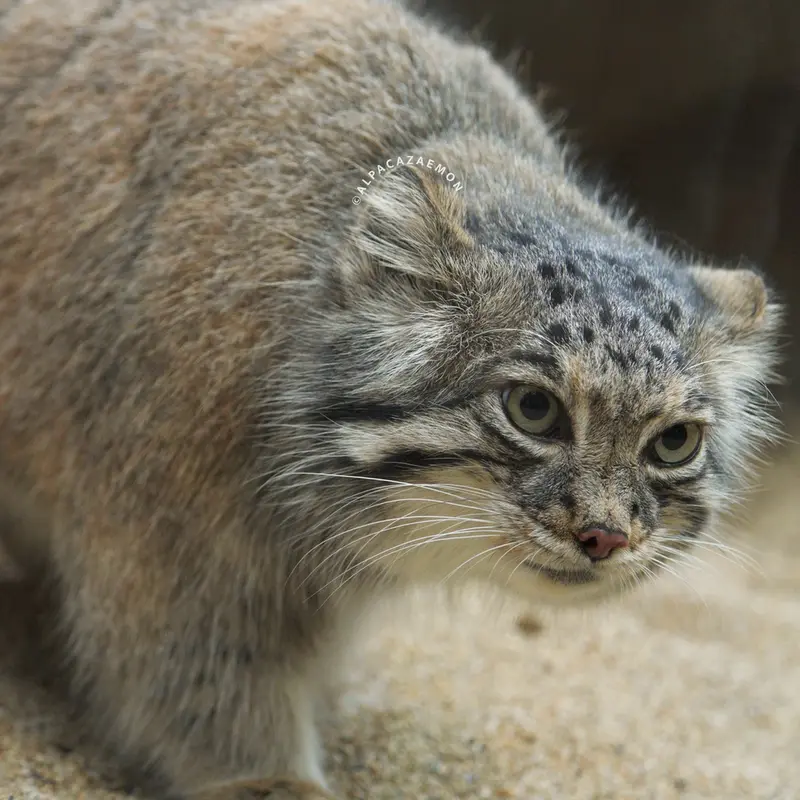 A photograph of Az in Kobe Animal Kingdom
