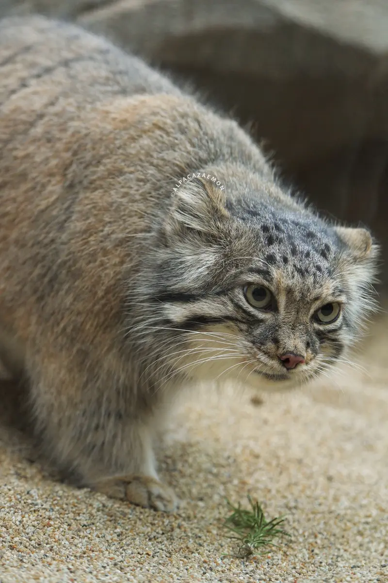 A photograph of Az in Kobe Animal Kingdom