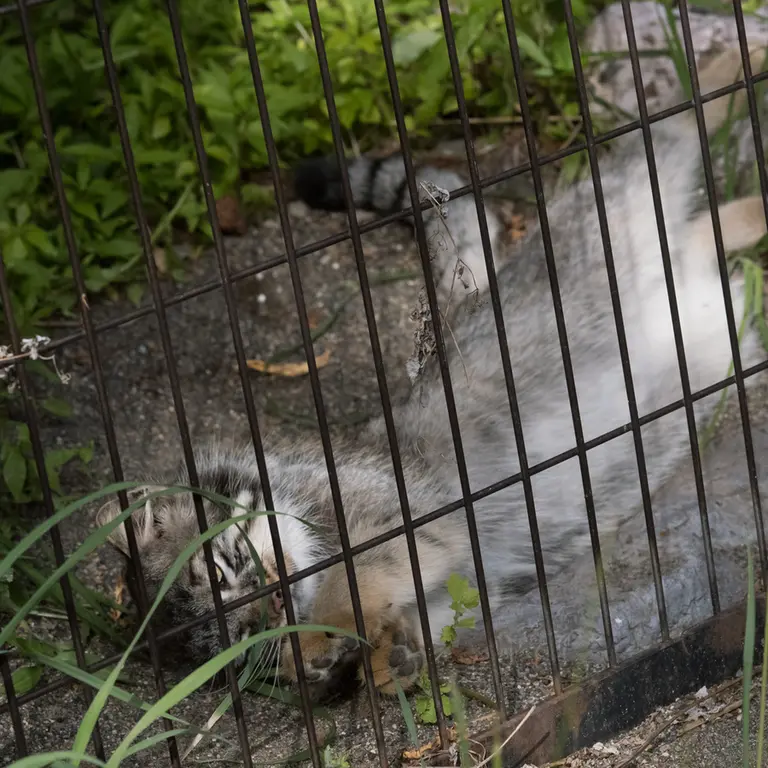 A photograph of Hide in Asahiyama Zoo