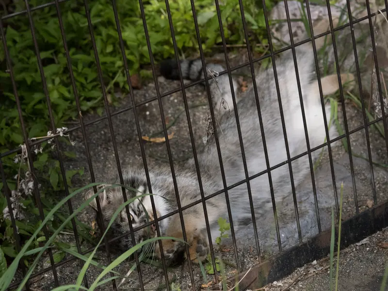 A photograph of Hide in Asahiyama Zoo