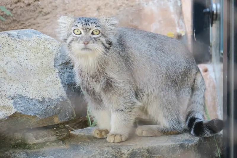 A photograph of Spay in Prague Zoo