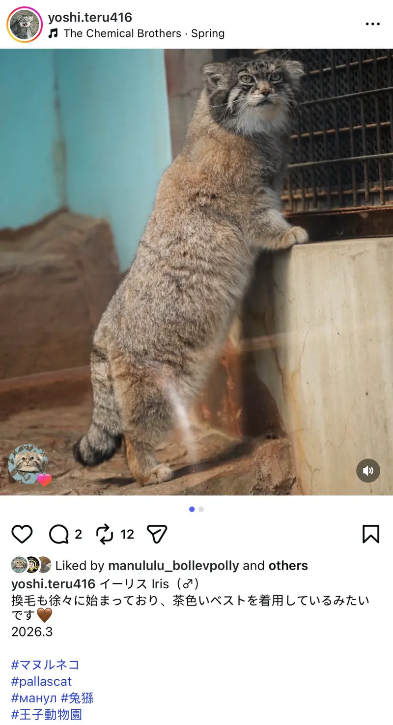 A photograph of a Pallas's cat