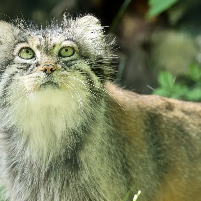 A photograph of Juran in Tierpark Berlin