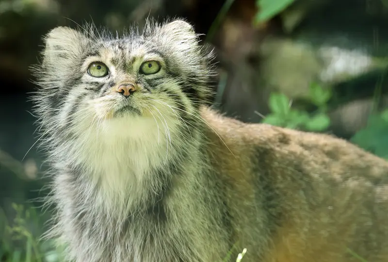 A photograph of Juran in Tierpark Berlin