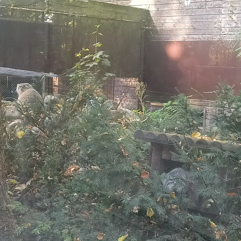 A photograph of Magellan and Bozenka in Poznan New Zoo