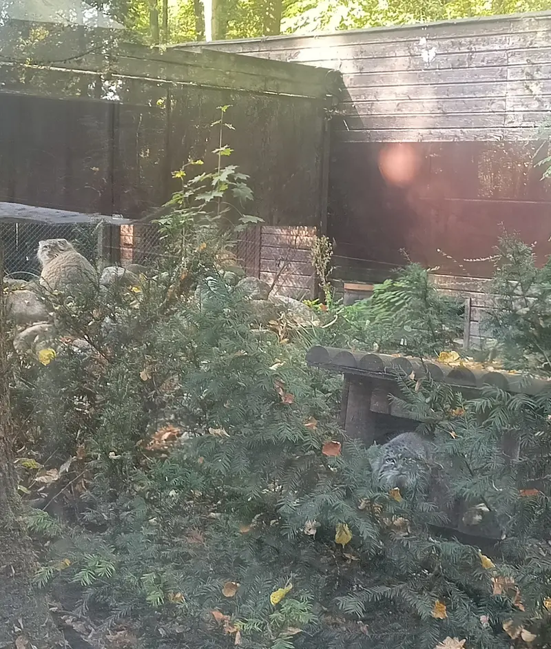 A photograph of Magellan and Bozenka in Poznan New Zoo