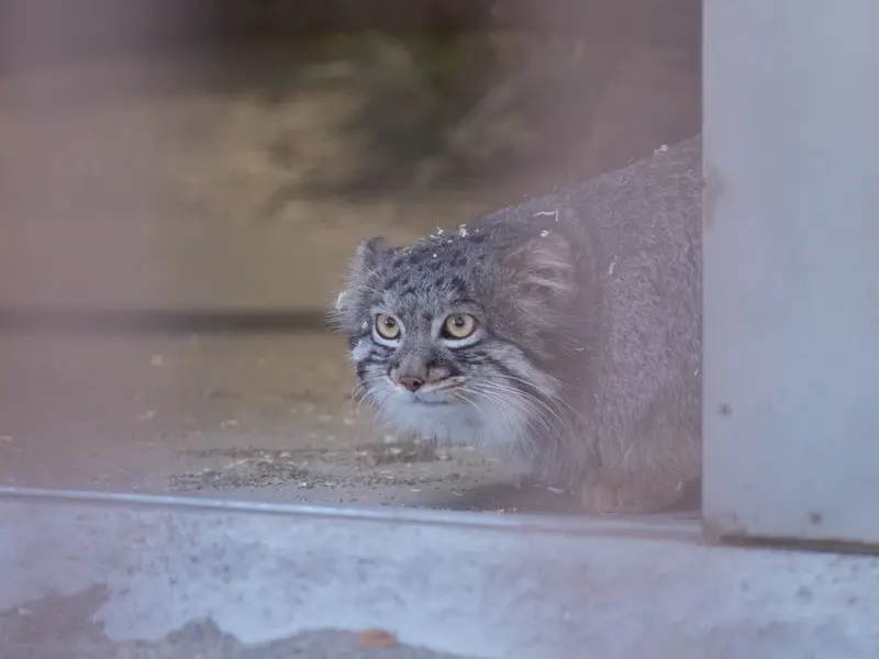 A photograph of Figa in Nogeyama Zoo
