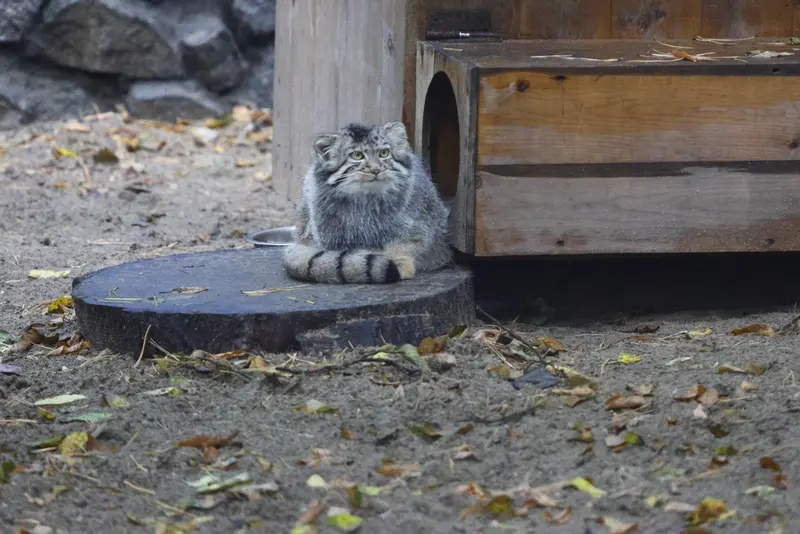 A photograph of a Pallas's cat in Novosibirsk Zoo