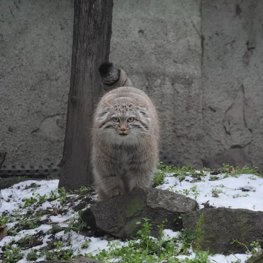 A photograph of Lucy in Budapest Zoo &amp; Botanical Garden