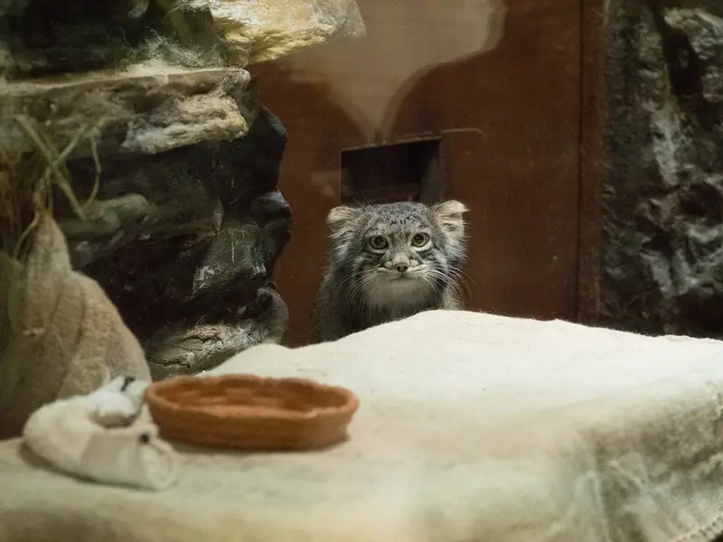 A photograph of Figa in Ueno Zoological Gardens