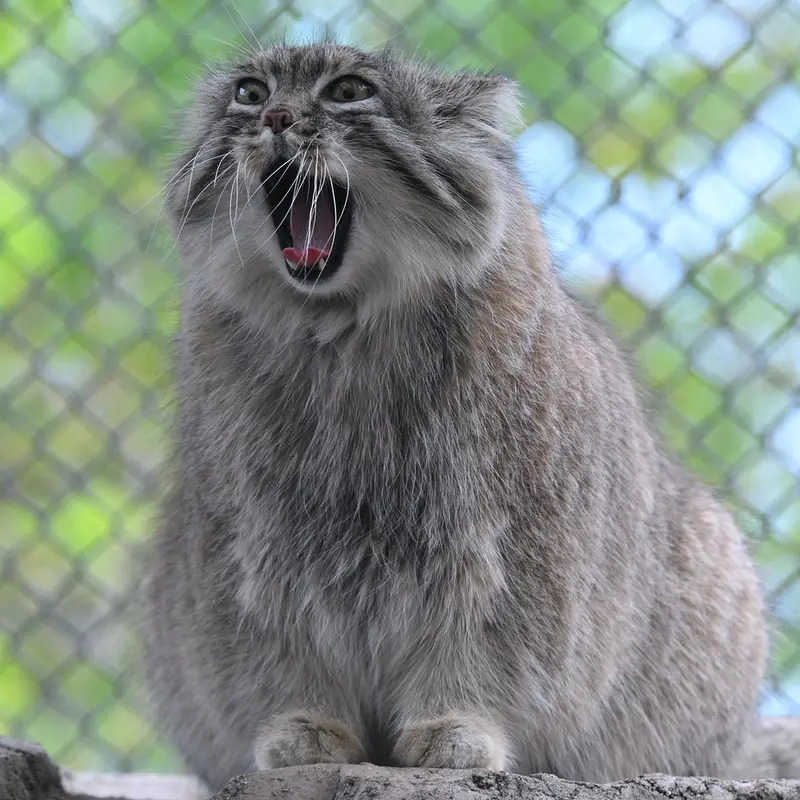 A photograph of Oliva in Saitama Children's Zoo